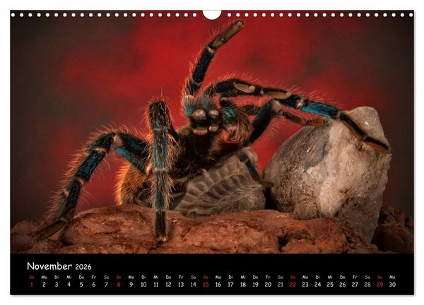 Produktbild: Mystische Vogelspinnen (Wandkalender 2026 DIN A3 quer), CALVENDO Monatskalender