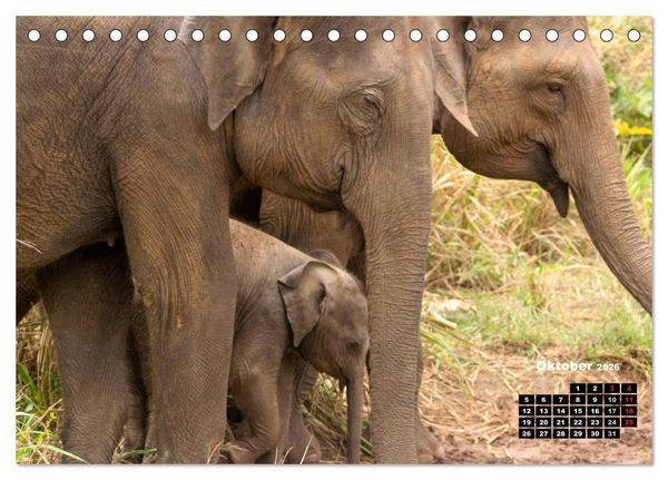 Produktbild: Bedrohte Riesen - Elefanten in Sri Lanka (Tischkalender 2026 DIN A5 quer), CALVENDO Monatskalender