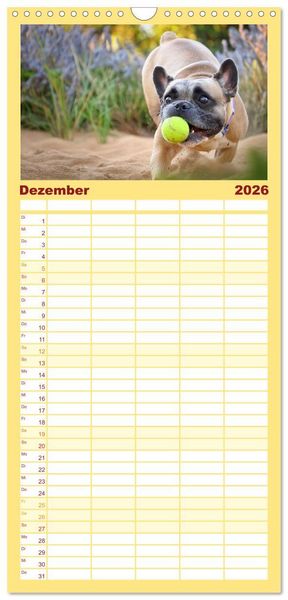 Produktbild: Familienplaner 2026 - Bullys in Action - Franz&ouml;sische Bulldoggen lieben B&auml;lle mit 5 Spalten (Wandkalender, 21 x 45 cm) CALVENDO
