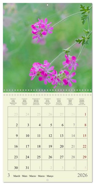 Produktbild: Fleurs du pays des r&ecirc;ves (Calendrier mural carr&eacute; 2026 30x30 cm) Calendrier double avec une page pour vos prises de notes