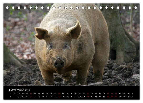 Produktbild: Schweinereien (Tischkalender 2026 DIN A5 quer), CALVENDO Monatskalender