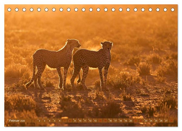 Produktbild: Afrikas Tierwelt - Geparde (Tischkalender 2026 DIN A5 quer), CALVENDO Monatskalender