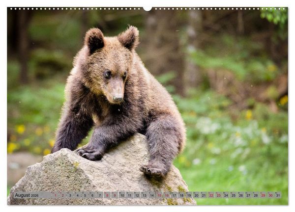 Produktbild: Krafttier B&auml;r (hochwertiger Premium Wandkalender 2026 DIN A2 quer), Kunstdruck in Hochglanz