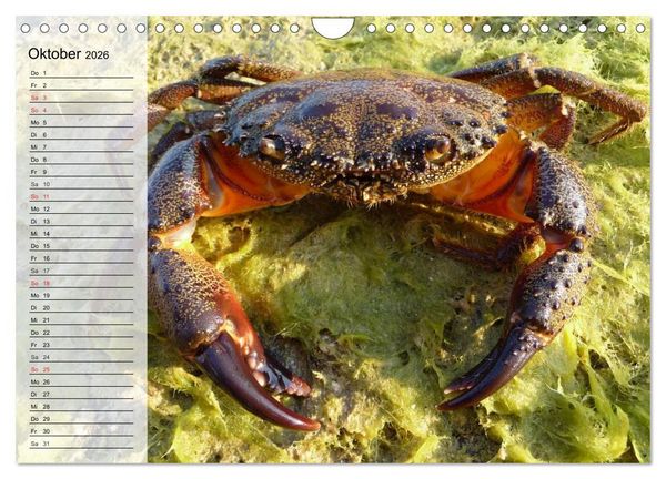 Produktbild: Krabben. Witzige Monster (Wandkalender 2026 DIN A4 quer), CALVENDO Monatskalender