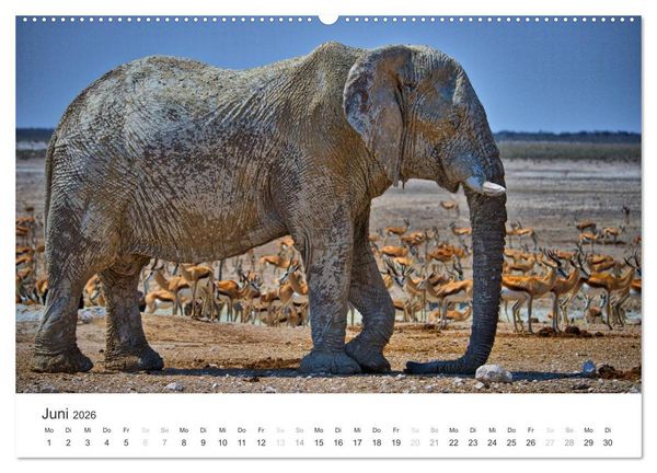 Produktbild: Elefanten - Sanfte Riesen in Afrika (hochwertiger Premium Wandkalender 2026 DIN A2 quer), Kunstdruck in Hochglanz
