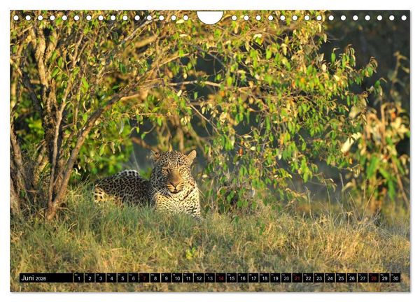 Produktbild: Faszination Afrika: Der Leopard (Wandkalender 2026 DIN A4 quer), CALVENDO Monatskalender