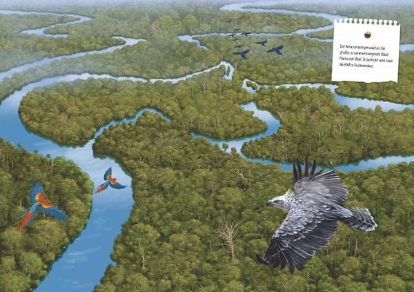 Produktbild: Verborgene Welt des Regenwaldes