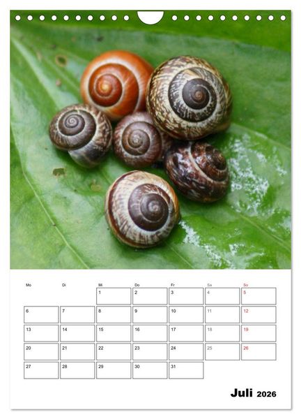 Produktbild: Die geheimnisvolle Welt der Schnecken (Wandkalender 2026 DIN A4 hoch), CALVENDO Monatskalender