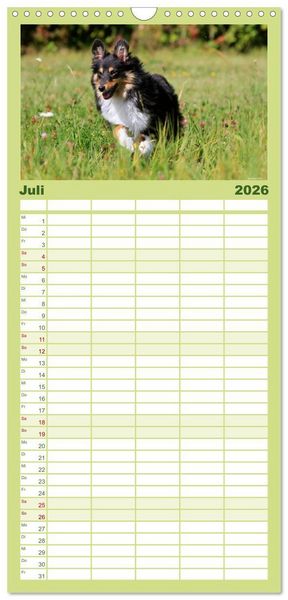 Produktbild: Familienplaner 2026 - Shelties 2026 mit 5 Spalten (Wandkalender, 21 x 45 cm) CALVENDO