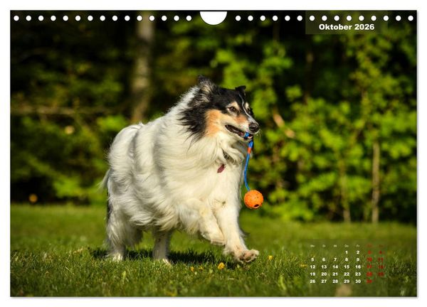 Produktbild: Collies? Was sonst! (Wandkalender 2026 DIN A4 quer), CALVENDO Monatskalender