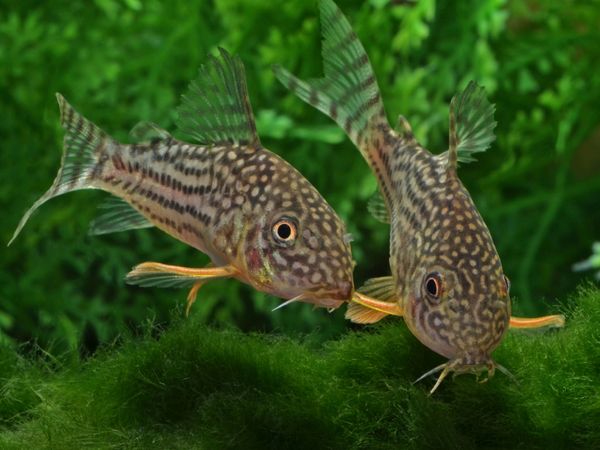 Produktbild: CALVENDO Puzzle Corydoras sterbai - Gelbflossen Panzerwels | 1000 Teile Lege-Gr&ouml;&szlig;e 64x48cm Foto-Puzzle f&uuml;r gl&uuml;ckliche Stunden