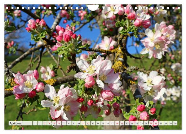 Produktbild: Hegau-Landschaften (Wandkalender 2026 DIN A4 quer), CALVENDO Monatskalender