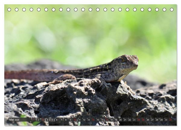 Produktbild: Wilde Fauna - Reptilien (Tischkalender 2026 DIN A5 quer), CALVENDO Monatskalender
