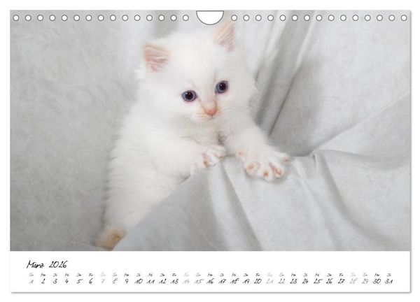 Produktbild: Ragdoll Kitten (Wandkalender 2026 DIN A4 quer), CALVENDO Monatskalender