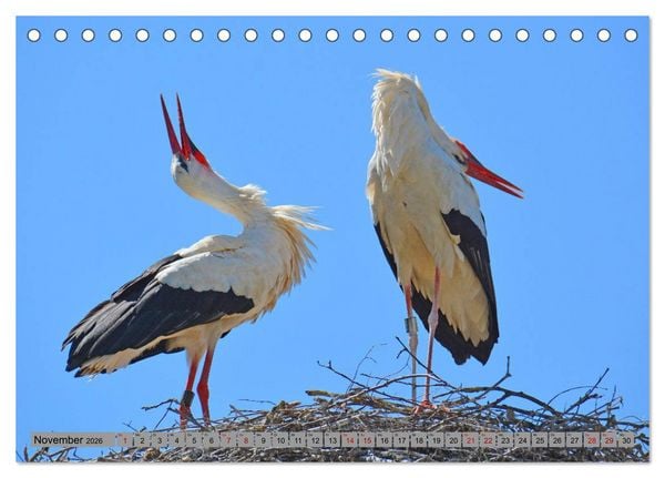 Produktbild: Zu Gast bei Familie Storch (Tischkalender 2026 DIN A5 quer), CALVENDO Monatskalender