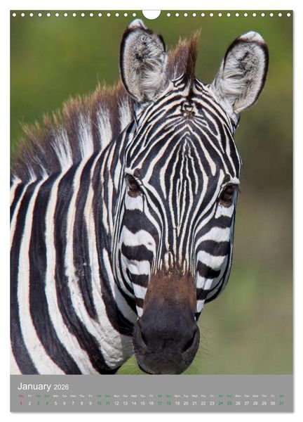 Produktbild: Wildlife of the Masai Mara (Wall Calendar 2026 DIN A3 portrait), CALVENDO 12 Month Wall Calendar