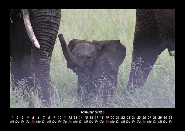Produktbild: Elefanten 2025 Fotokalender DIN A3