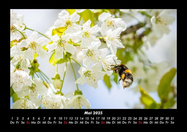 Produktbild: Blumentr&auml;ume 2025 Fotokalender DIN A3