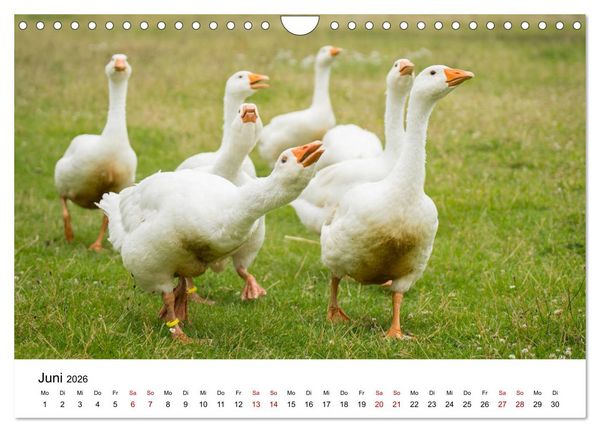 Produktbild: Alte Nutztierrassen 2026 (Wandkalender 2026 DIN A4 quer), CALVENDO Monatskalender
