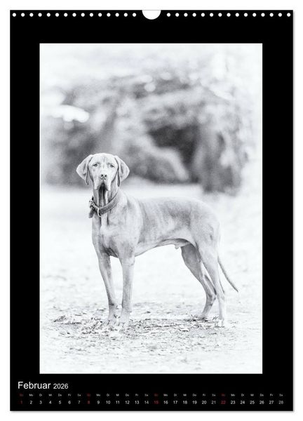 Produktbild: Vizsla-Liebe (Wandkalender 2026 DIN A3 hoch), CALVENDO Monatskalender
