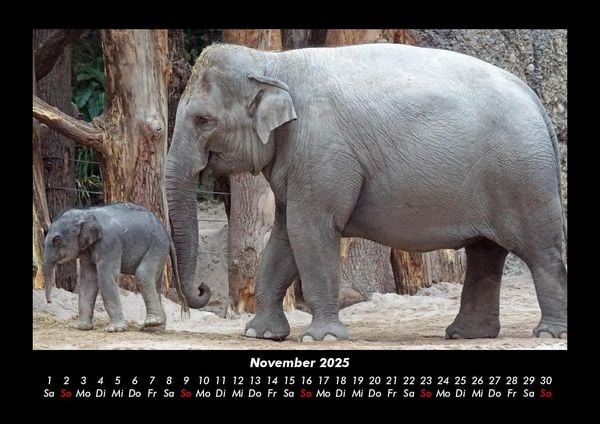 Produktbild: Elefanten - Die sanften Riesen Afrikas 2025 Fotokalender DIN A3