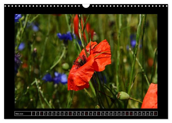Produktbild: Roter Mohn, bunte Wiesen (Wandkalender 2026 DIN A3 quer), CALVENDO Monatskalender