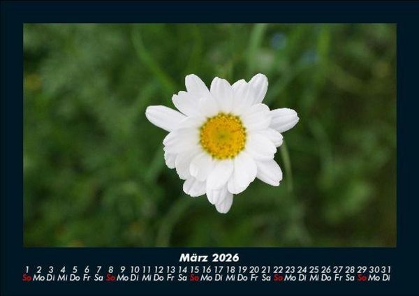 Produktbild: Blumentr&auml;ume 2026 Fotokalender DIN A5