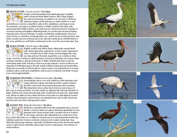 Produktbild: Birds of the Mediterranean: A Photographic Guide