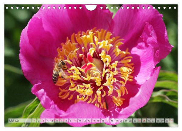Produktbild: PFINGSTROSEN Rosen ohne Dornen (Wandkalender 2026 DIN A4 quer), CALVENDO Monatskalender