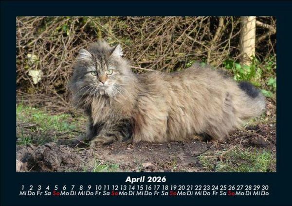 Produktbild: F&uuml;r Katzenfreunde 2026 Fotokalender DIN A5