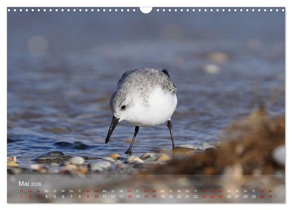 Produktbild: V&ouml;gel an Deutschlands K&uuml;sten (Wandkalender 2026 DIN A3 quer), CALVENDO Monatskalender