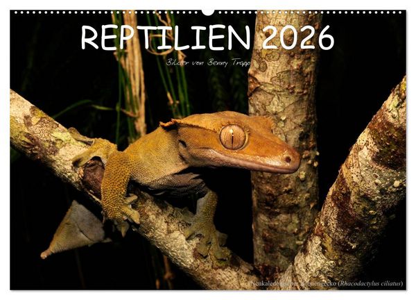Produktbild: REPTILIEN (Wandkalender 2026 DIN A2 quer), CALVENDO Monatskalender