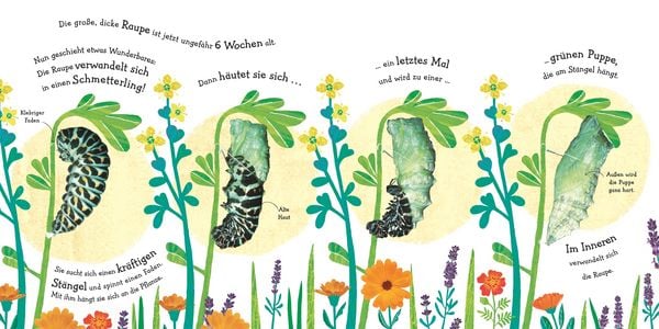 Produktbild: Wie wird die Raupe zum Schmetterling?