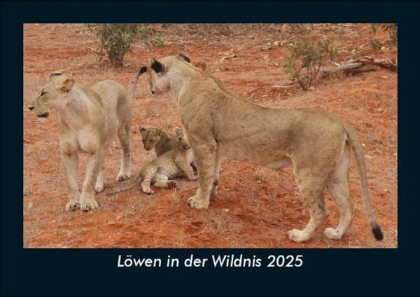 Produktbild: L&ouml;wen in der Wildnis 2025 Fotokalender DIN A5