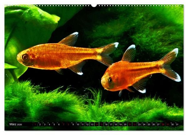 Produktbild: Beliebte Fische der Welt (Wandkalender 2026 DIN A2 quer), CALVENDO Monatskalender