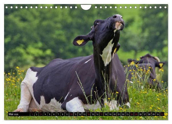 Produktbild: Kuh und Co. (Wandkalender 2026 DIN A4 quer), CALVENDO Monatskalender