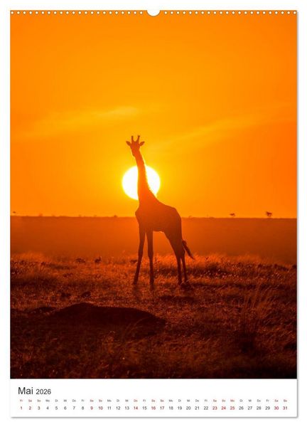Produktbild: Giraffe - Bemerkenswerte Tiere. (Wandkalender 2026 DIN A2 hoch), CALVENDO Monatskalender