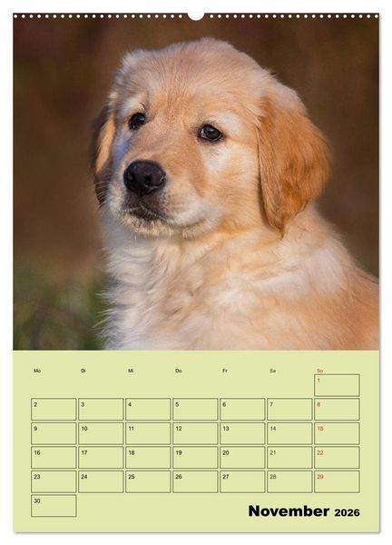 Produktbild: Jahresplaner Golden Retriever (Wandkalender 2026 DIN A2 hoch), CALVENDO Monatskalender