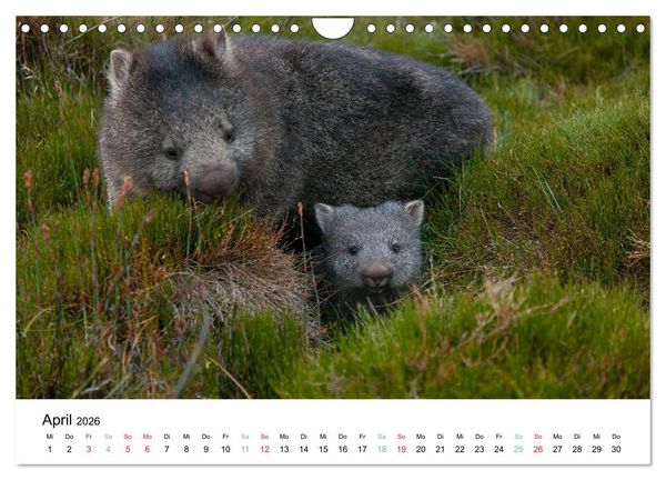 Produktbild: Australiens wunderbare Tiere (Wandkalender 2026 DIN A4 quer), CALVENDO Monatskalender
