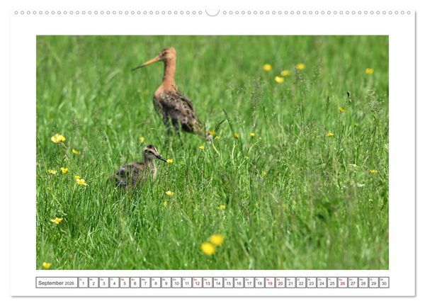 Produktbild: Die bedrohten Uferschnepfen (hochwertiger Premium Wandkalender 2026 DIN A2 quer), Kunstdruck in Hochglanz