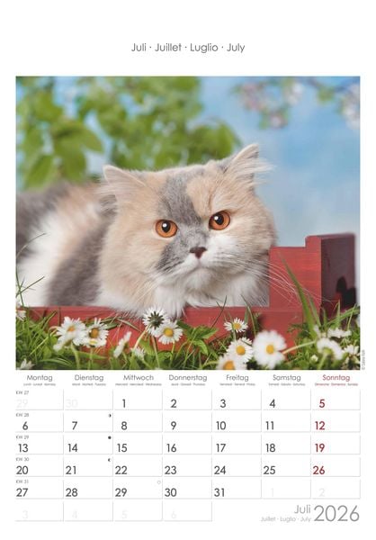 Katzen 2026 - Bildkalender 23,7x34 cm - Kalender mit Platz für Notizen - mit vielen Zusatzinformationen - Cats - Wandkalender - Alpha Edition