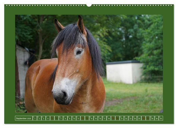 Produktbild: Faszination Rheinisch-Deutsches Kaltblut (Wandkalender 2026 DIN A2 quer), CALVENDO Monatskalender