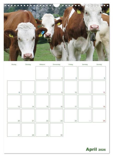 Produktbild: Kuhle K&uuml;he 2026 (Wandkalender 2026 DIN A3 hoch), CALVENDO Monatskalender