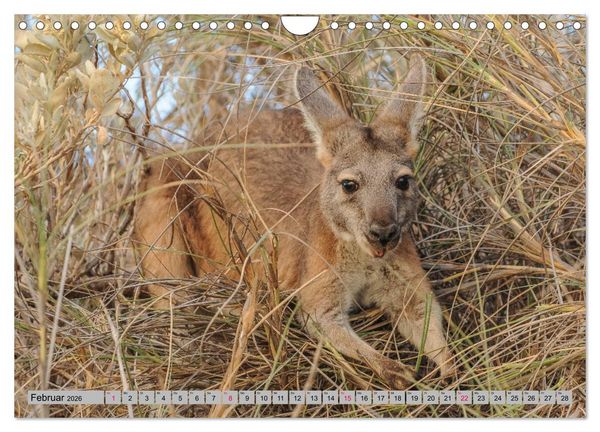 Produktbild: K&auml;ngururs und Wallabys (Wandkalender 2026 DIN A4 quer), CALVENDO Monatskalender