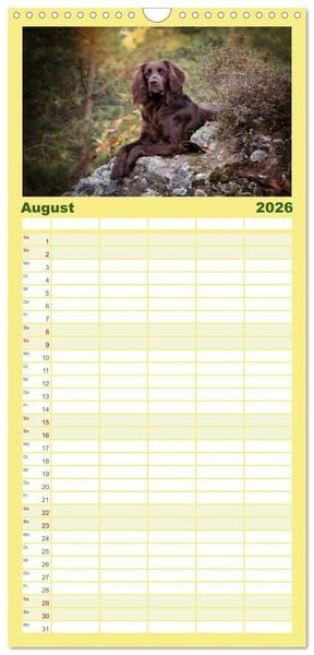Produktbild: Familienplaner 2026 - Passion Jagdhund - Deutsch Langhaar mit 5 Spalten (Wandkalender, 21 x 45 cm) CALVENDO