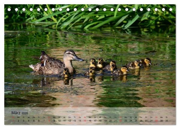 Produktbild: G&auml;nse und Enten. Schnattern, watscheln, quaken! (Tischkalender 2026 DIN A5 quer), CALVENDO Monatskalender
