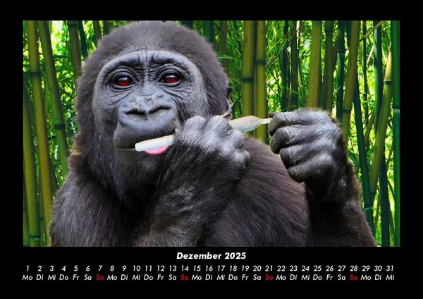 Produktbild: Welt der Affen 2025 Fotokalender DIN A3