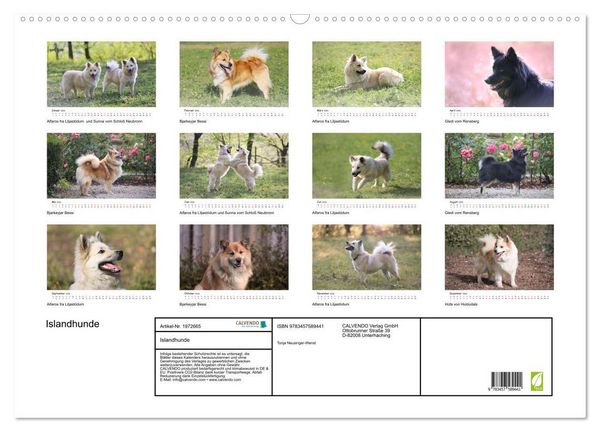Produktbild: Islandhunde (Wandkalender 2026 DIN A2 quer), CALVENDO Monatskalender