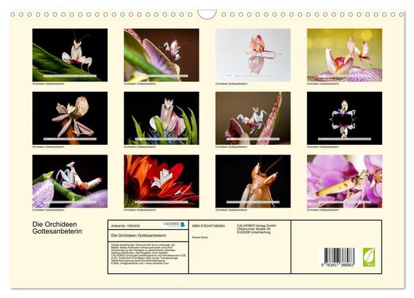 Produktbild: Die Orchideen Gottesanbeterin (Wandkalender 2026 DIN A3 quer), CALVENDO Monatskalender