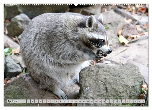 Produktbild: Der Waschb&auml;r - Der Maskentr&auml;ger in unseren W&auml;ldern (hochwertiger Premium Wandkalender 2026 DIN A2 quer), Kunstdruck in Hochglanz
